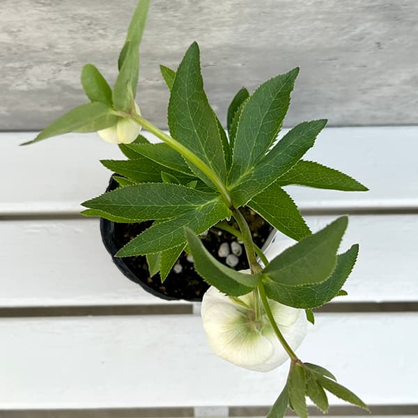 園芸ネット本店｜大和園さんのクリスマスローズ：25-22セミダブル／4.5