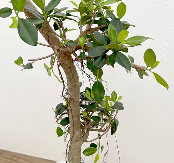 園芸ネット本店｜ガジュマル：センカクガジュマル 7号鉢植え** の通販