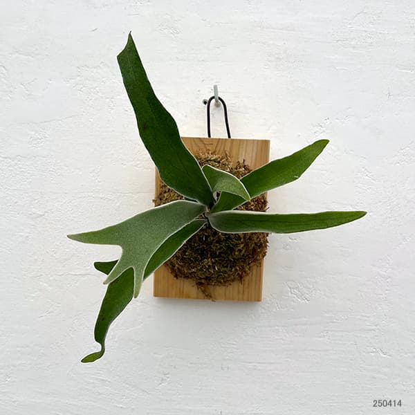 拳王 ビカクシダ板職人 ビカクシダを結束バンドで板付け p.omo