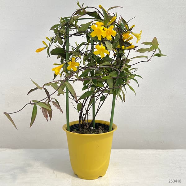 園芸ネット本店｜カロライナジャスミン4.5号鉢植え の通販【公式】