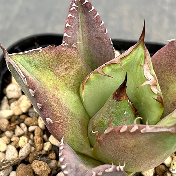 園芸ネット本店｜アガベ：チタノタ ノーネーム 3号ポット の通販【公式】