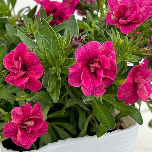 園芸ネット本店｜カリブラコア（八重咲）：オロダブルマジェンタ3.5号