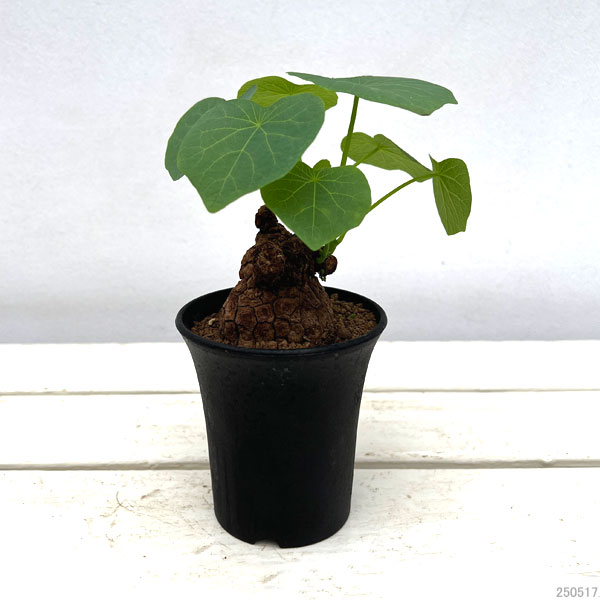 園芸ネット本店｜ステファニア：スベローサ 3号ポット の通販【公式】