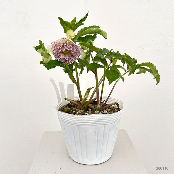 園芸ネット本店｜松村ナーセリーさんのクリスマスローズ：26-81ダブル