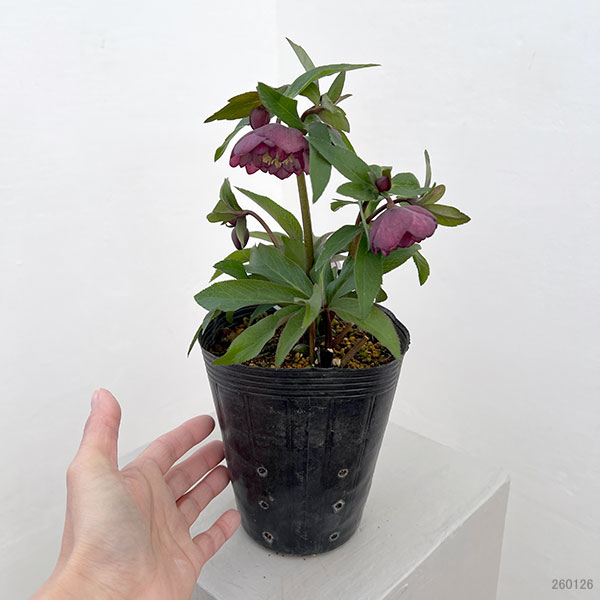 園芸ネット本店｜横山園芸さんのクリスマスローズ：26-25ベビードール