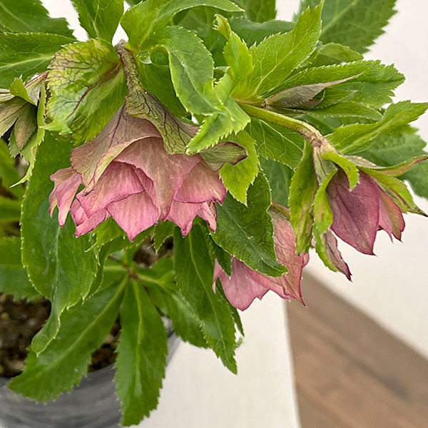 クリスマスローズ シャルウィダンス 若泉ファーム ヒデコート 私の花