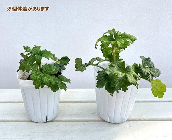 園芸ネット本店｜ラナンキュラス：サラセレネ フォテノース3.5-4号