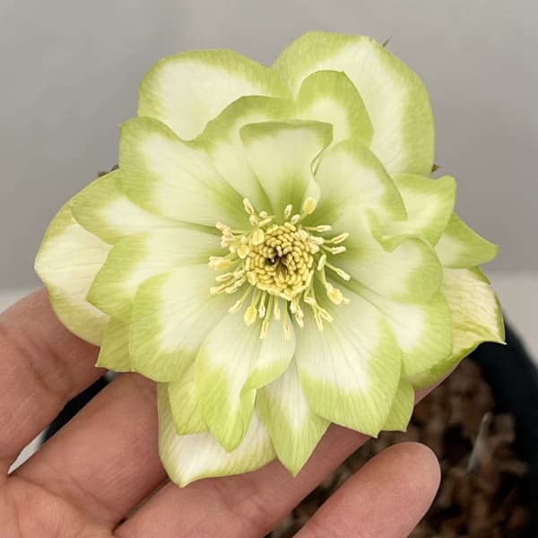 園芸ネット本店｜吉田園芸さんのクリスマスローズ：ピエラ26-01／4.5号