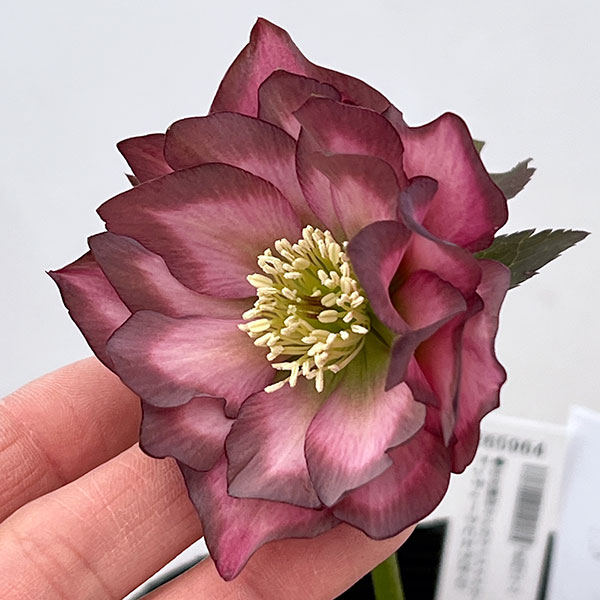 園芸ネット本店｜吉田園芸さんのクリスマスローズ：アンティークピエラ