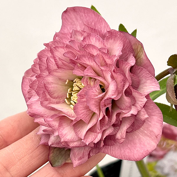 園芸ネット本店｜吉田園芸さんのクリスマスローズ：多弁交配26-10／4.5