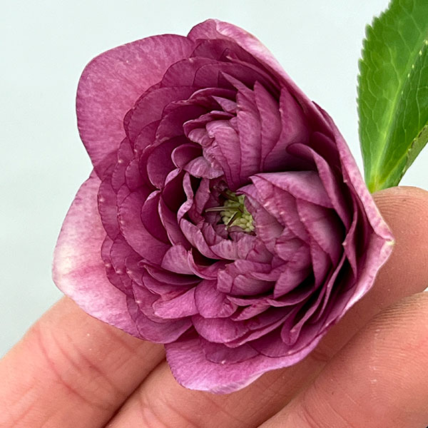 園芸ネット本店｜吉田園芸さんのクリスマスローズ：超多弁交配26-07