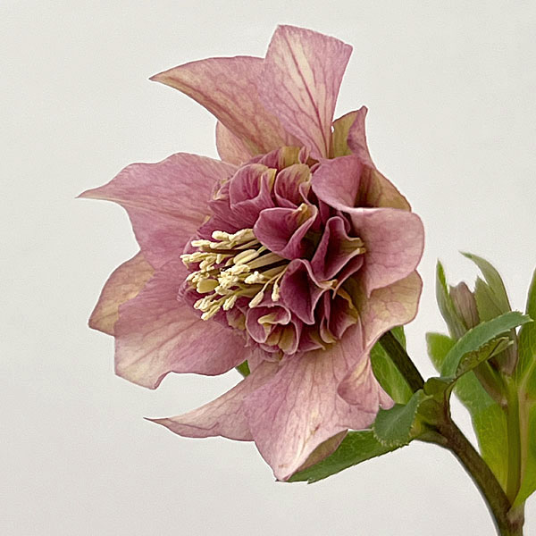 園芸ネット本店｜吉田園芸さんのクリスマスローズ：ヒデコート