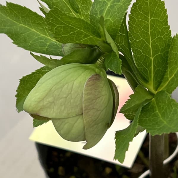 園芸ネット本店｜大和園さんのクリスマスローズ：26-12グリーンパステ