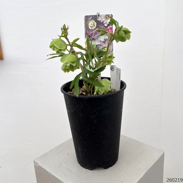 園芸ネット本店｜高正園さんのクリスマスローズ：26-39ダブル／5号