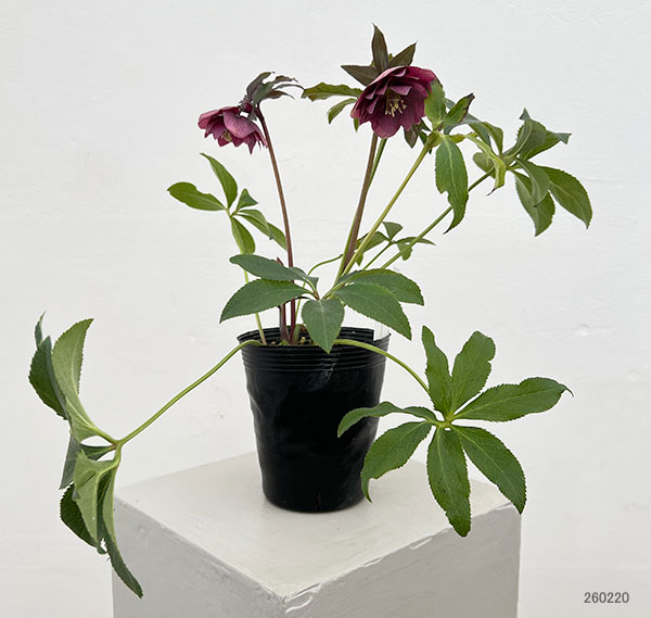 園芸ネット本店｜細川さんのクリスマスローズ：ダブル26-23／4号ポット