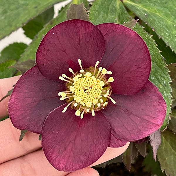 園芸ネット本店｜野田園芸さんのクリスマスローズ：シングルレッド4.5