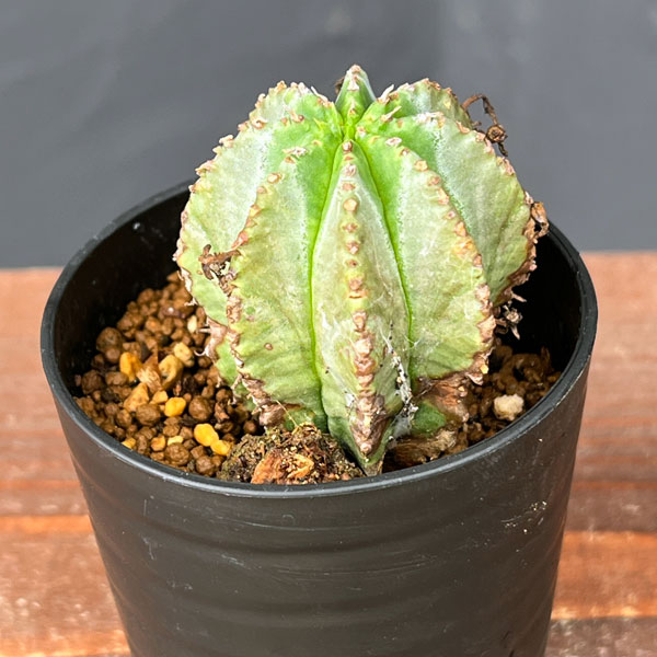 ユーフォルビア ホリダ錦 総柄濃黄班 ユーフォルビア ホリダ 錦