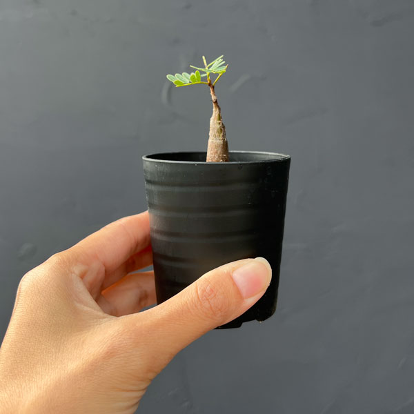 園芸ネット本店｜センナ：メリディオナリス（実生）2.5号鉢 の通販【公式】