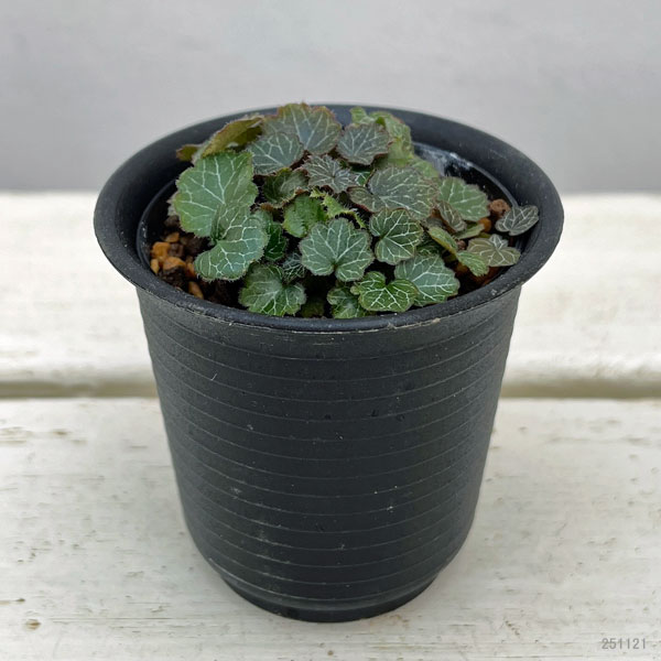 園芸ネット本店｜極姫ユキノシタ2.5号ポット の通販【公式】