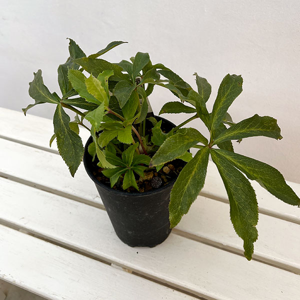 園芸ネット本店｜高正園さんのクリスマスローズ：ダブル・セミダブル