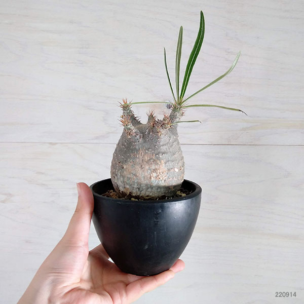 園芸ネット本店｜パキポディウム：グラキリス（発根済み株）3.5号（G11