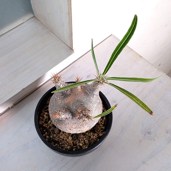 園芸ネット本店｜パキポディウム：グラキリス（発根済み株）3.5号（G11