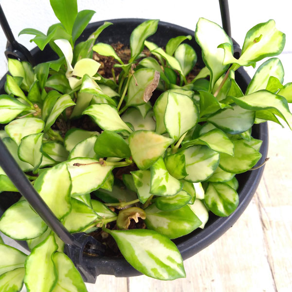 園芸ネット本店｜ホヤ：ヘウスケリアナ（斑入り） 5号吊り鉢 の通販