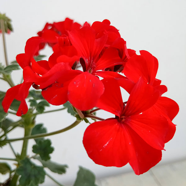 園芸ネット本店｜（わけあり特価）ゼラニウム：レッドエクスプロー