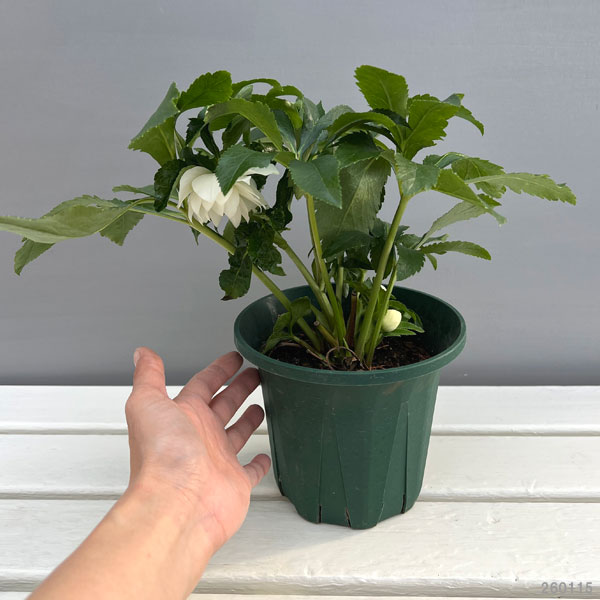 園芸ネット本店｜クリスマスローズ：*エレガンスアイス5号鉢 の通販