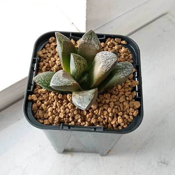 園芸ネット本店｜ハオルチア：バイオレットローズ 2.5号22-02 の通販