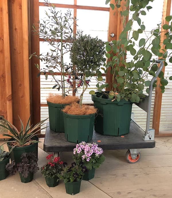 園芸ネット本店｜とんでもないポット：4.5号CSM-135（モスグリーン）5