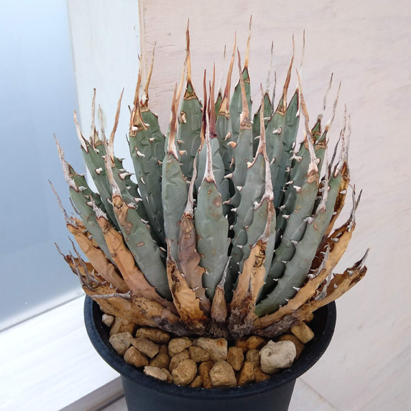 園芸ネット本店｜アガベ：ユタエンシス エボリスピナ（発根済み） 6号