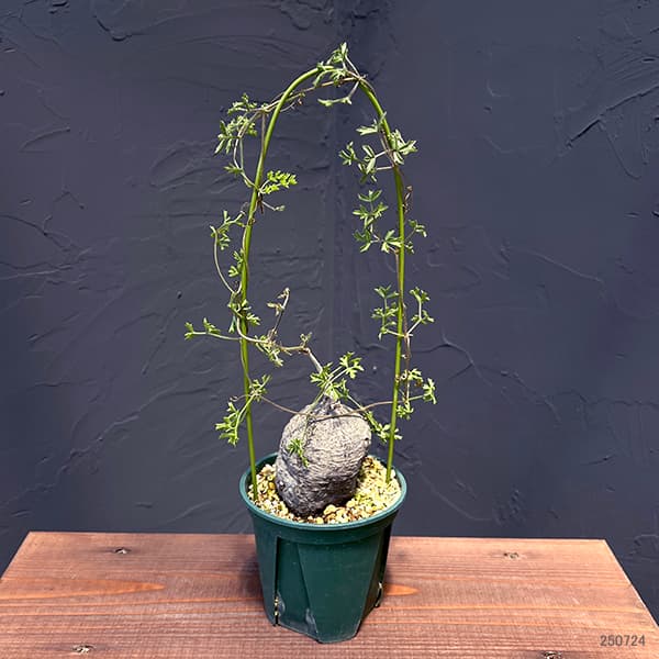 園芸ネット本店｜キフォステンマ：モンタグナッキー（黒） 4号鉢植え23