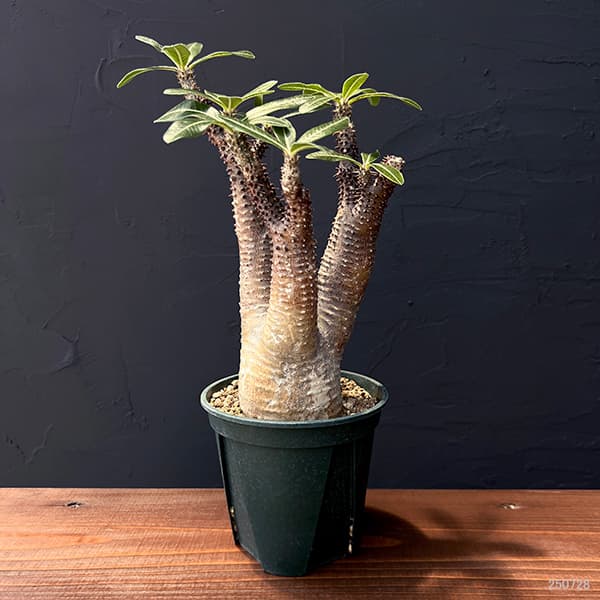 現地球 グラキリス 卵型 良型 美株 コレクション 緑肌 選抜