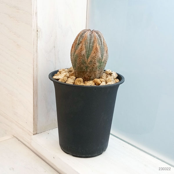 園芸ネット本店｜ユーフォルビア：オベサ 4号23-12 の通販【公式】