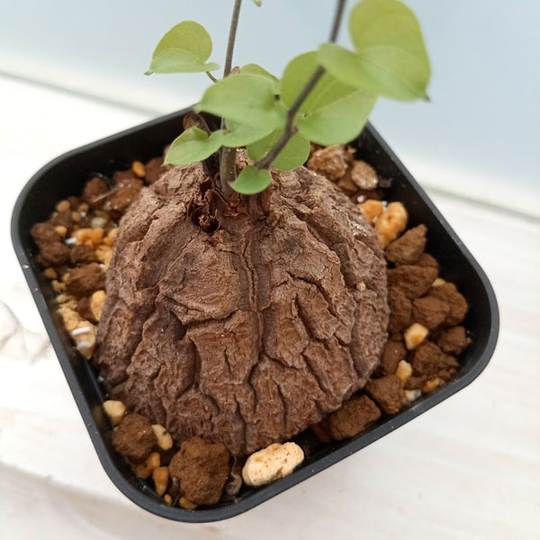 園芸ネット本店｜ディオスコレア（亀甲竜）：モンタナ 8cmスクエア鉢