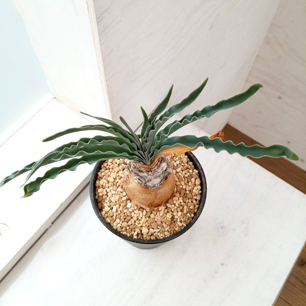 園芸ネット本店｜[ザ・ファームセレクト]ブーファン：ディスティチャ 4