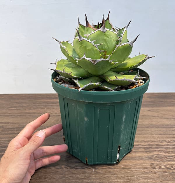 園芸ネット本店｜[送料無料]アガベ：チタノタ 6号鉢植え 23-01 の通販