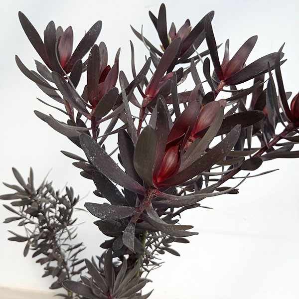 園芸ネット本店｜[ザ・ファームセレクト]リューカデンドロン：デュリフ