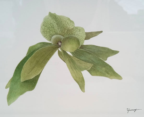 園芸ネット本店｜（わけあり特価）ボタニカルアート：ビカクシダ