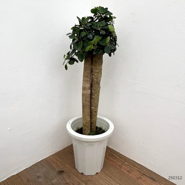 園芸ネット本店｜ガジュマル：パンダガジュマル 8号鉢植え** の通販