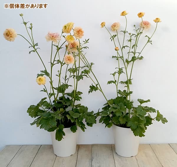 園芸ネット本店｜ラナンキュラス：ラックス ベスタリス5号鉢植え の