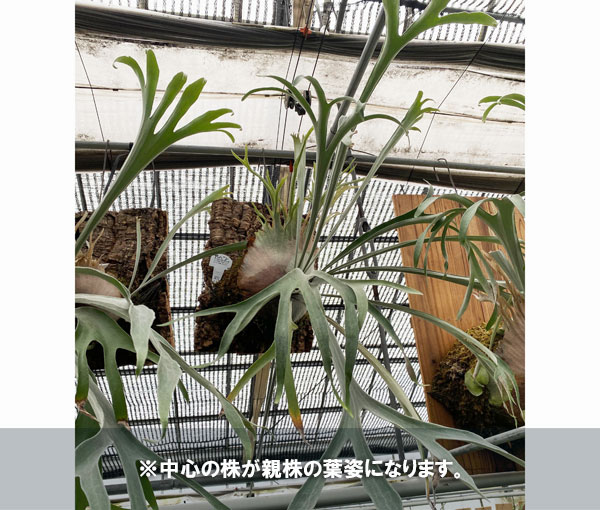 園芸ネット本店｜ビカクシダ（コウモリラン）： ベイチー アーバン