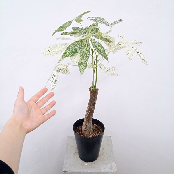 園芸ネット本店｜パキラ：ミルキーウェイ 5号23-01 の通販【公式】