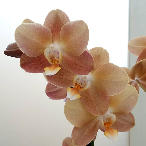 園芸ネット本店｜ファレノプシス：モナコ3本立ち6号陶器鉢植え の通販