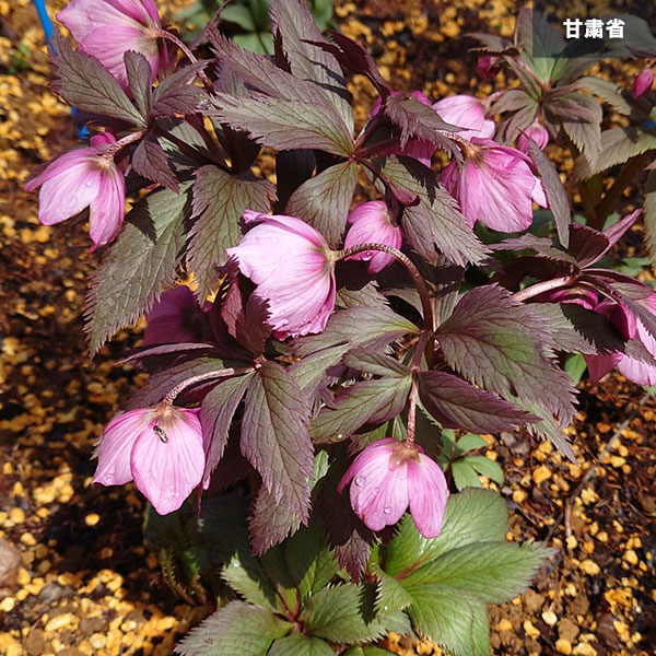 園芸ネット本店｜クリスマスローズ（原種）の種子：チベタヌス3地域