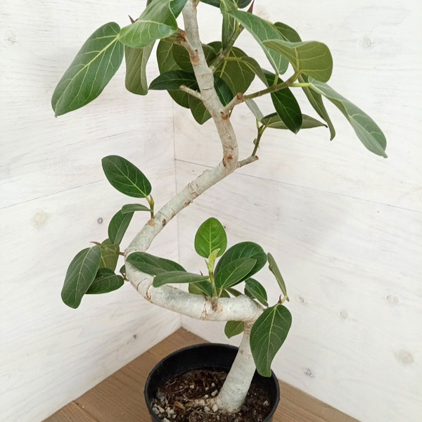 園芸ネット本店｜フィカス：ベンガレンシス（曲げ仕立て） 7号鉢植え