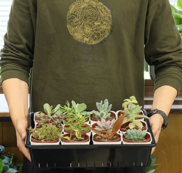 園芸ネット本店｜プレステラ90型ホワイト10個セット の通販【公式】