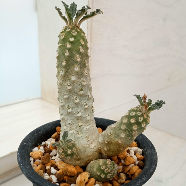 園芸ネット本店｜ドルステニア：ラブラニー 2.5号鉢植え23-02 の通販