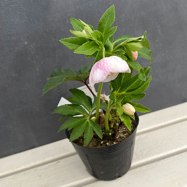 クリスマスローズ 大和園 パステリッシュストレイン 小輪多花 未株分け